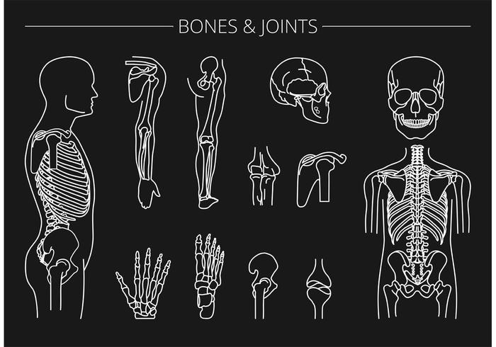 700x490 Free Vector Bones And Joints