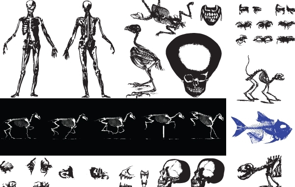 600x380 Free Vectors Skeleton Vectors Spout Nick