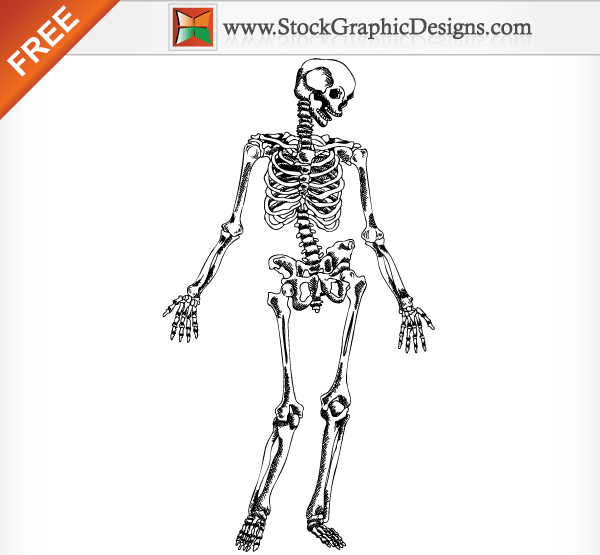 600x555 Hand Drawn Human Skeleton Free Vector Illustration