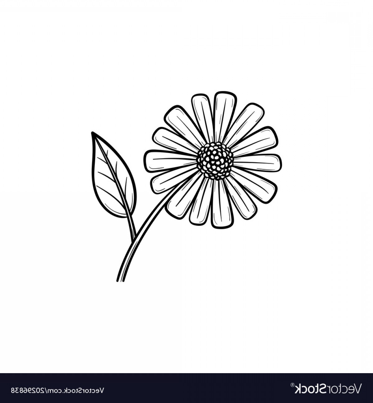 Daisy Flower Hand Drawn Sketch Icon Vector Soidergi 1200x1296 Daisy Flower Hand Drawn Sketch Icon Vector Soidergi