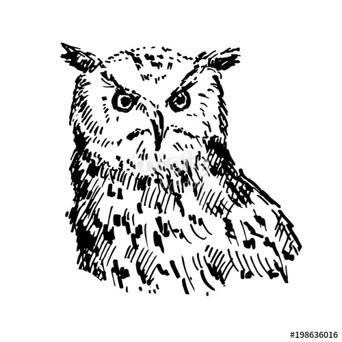 Hand Drawn Owl Sketch, Vector Illustration Stock Image 500x500 Hand Drawn Owl Sketch, Vector Illustration Stock Image