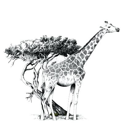 How To Sketch A Giraffe 400x400 How To Sketch A Giraffe