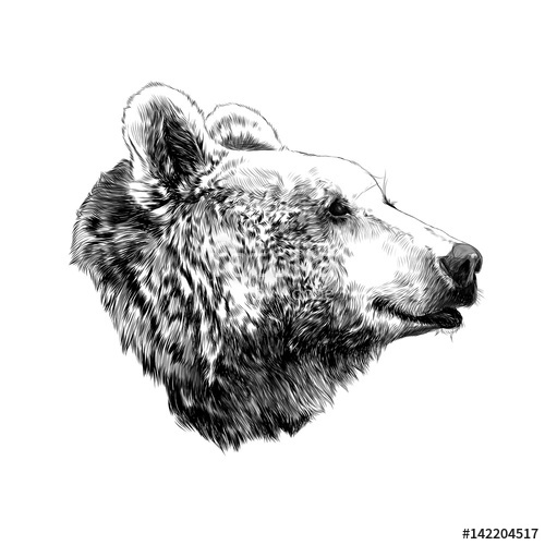 The Bear's Head Profile Looking Into The Distance, Sketch Vector 500x500 The Bear's Head Profile Looking Into The Distance, Sketch Vector