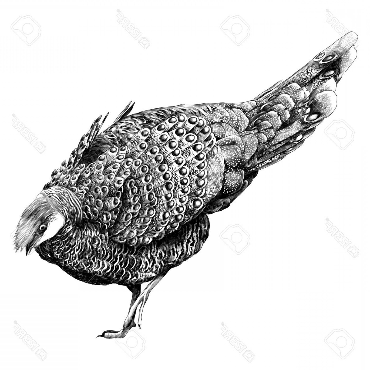 Black And White Bird Free Vector Graphics Catchsplace 1560x1560 Black And White Bird Free Vector Graphics Catchsplace