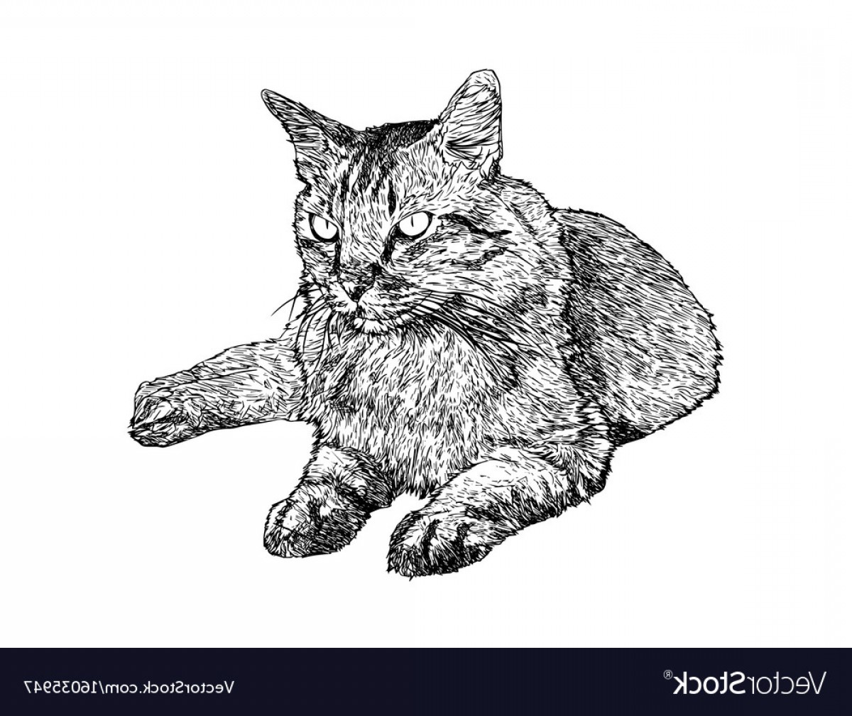 Cat Drawing Vector Cqrecords 1200x1008 Cat Drawing Vector Cqrecords