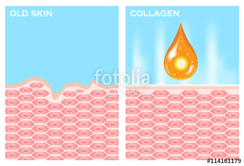 Collagen And Skin Vector Drop Collagen Stock Image And Royalty 500x339 Collagen And Skin Vector Drop Collagen Stock Image And Royalty