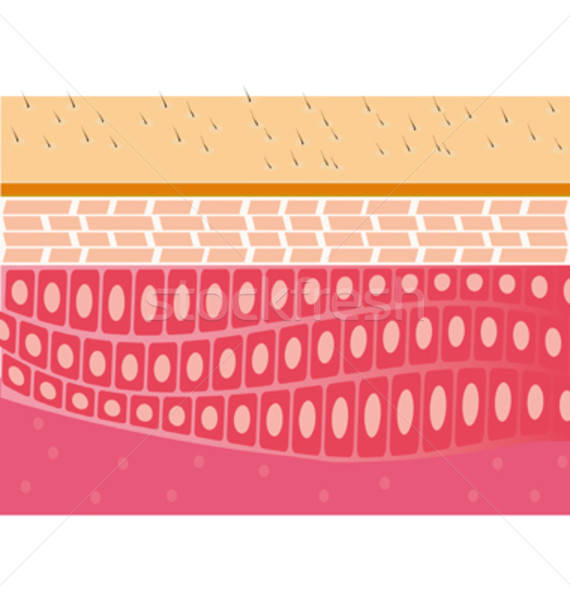 Skin Cross Section Anatomy Medical Vector Illustration Vector 570x600 Skin Cross Section Anatomy Medical Vector Illustration Vector