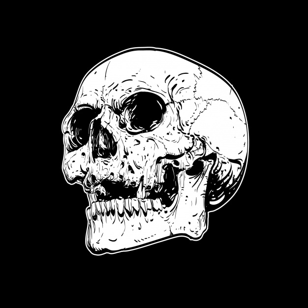 Skull On Black Background Vector Free Download 626x626 Skull On Black Background Vector Free Download