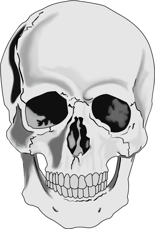 Skull Human Head Clip Art Free Vector For Free Download About Free 542x800 Skull Human Head Clip Art Free Vector For Free Download About Free