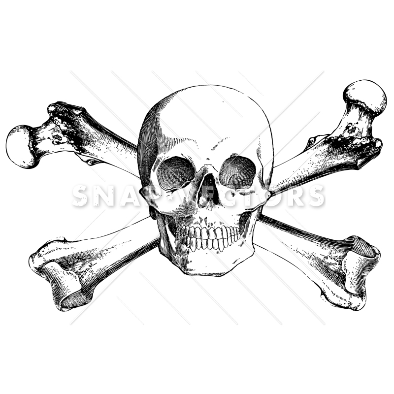 Vector Clipart Realistic Skull And Crossbones 800x800 Vector Clipart Realistic Skull And Crossbones