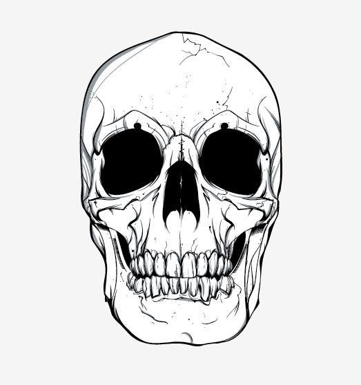 Skull Vector 523x557 Skull Vector
