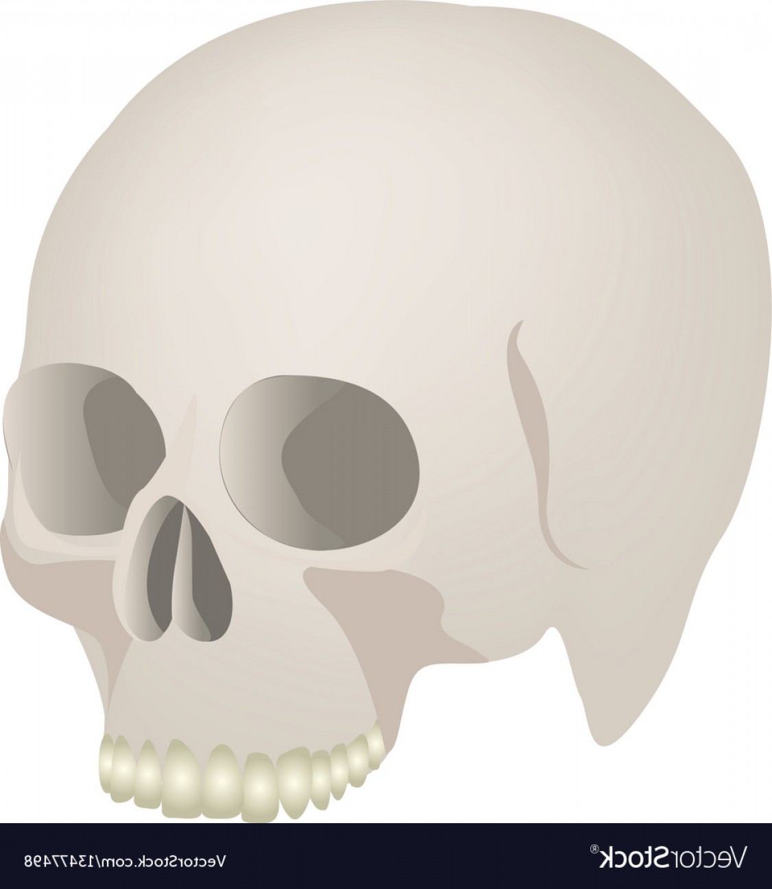 1126x1296 Side View Realistic Human Skull Icon Vector Soidergi