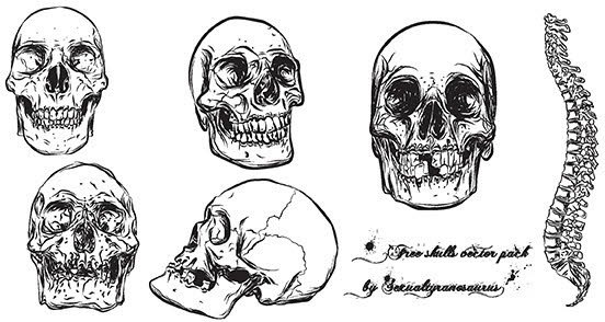 Skull Vector Pack Free Vector In Adobe Illustrator 552x294 Skull Vector Pack Free Vector In Adobe Illustrator