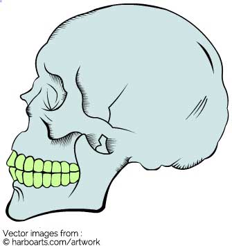 Skull Side View Vector