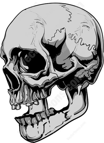 438x600 Side View Of Gray Human Skull