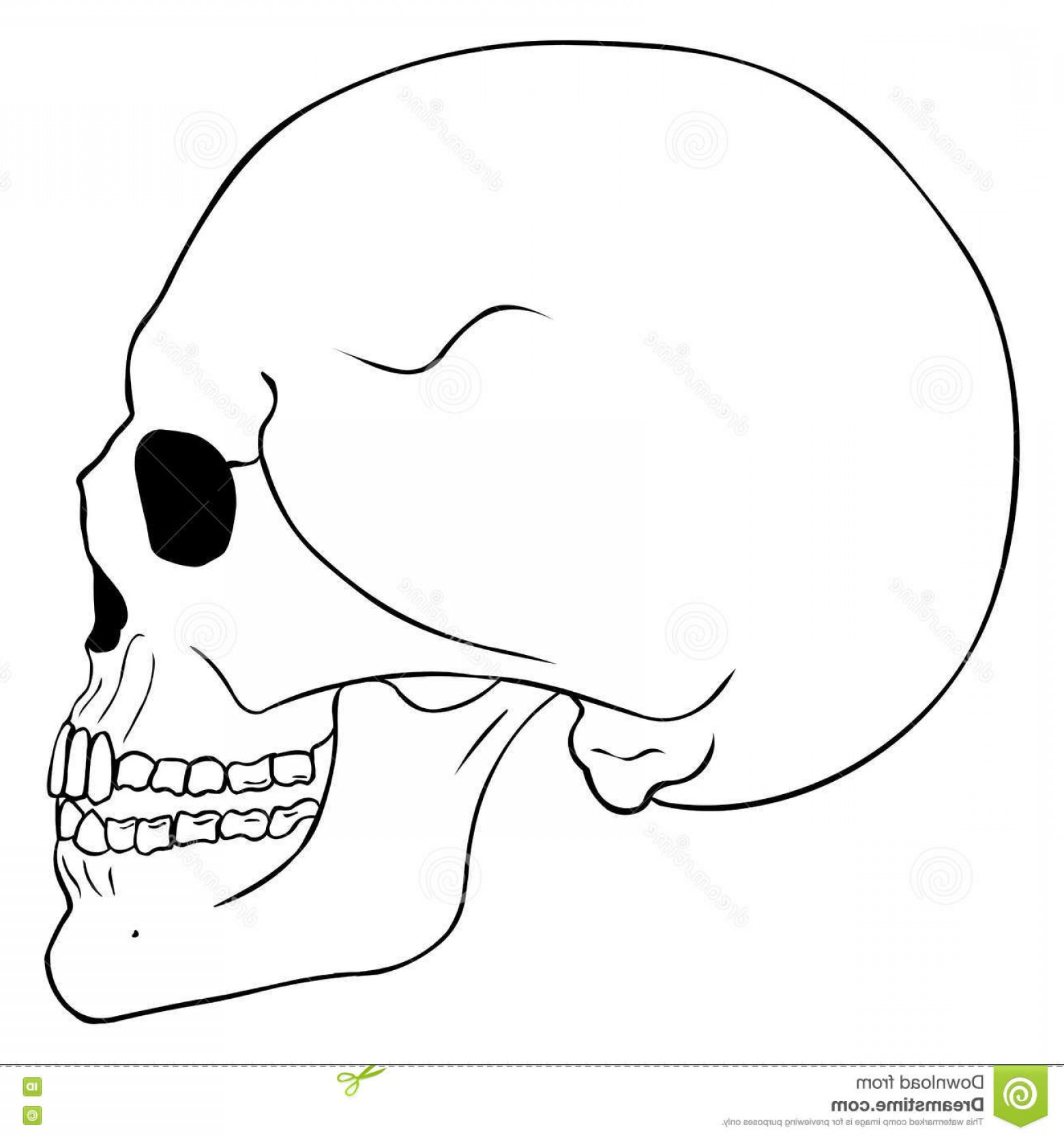 Skull Side View Vector at Collection of Skull Side