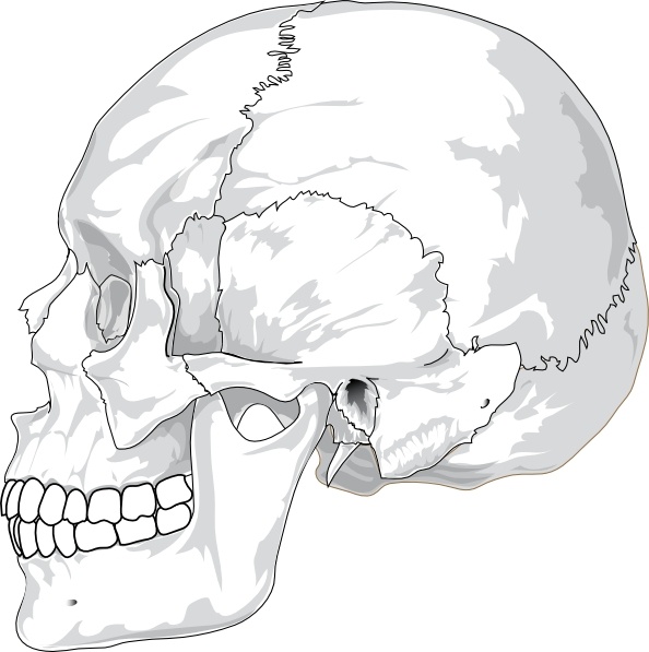 594x597 Human Skull Side View Clip Art Free Vector In Open Office Drawing