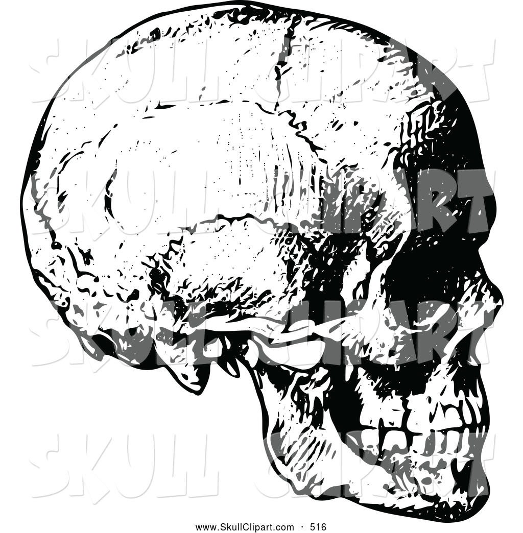 1024x1044 Vector Clip Art Of A Sketched Vintage Black And White Human Skull