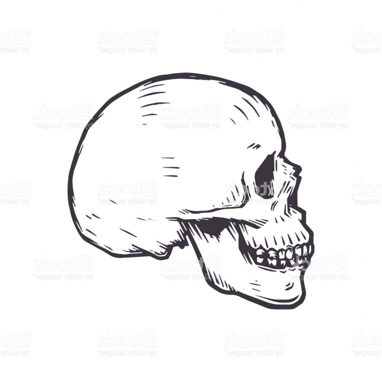 1228x1228 Vector Illustration Of Side View Human Skull Gm Geekchicpro
