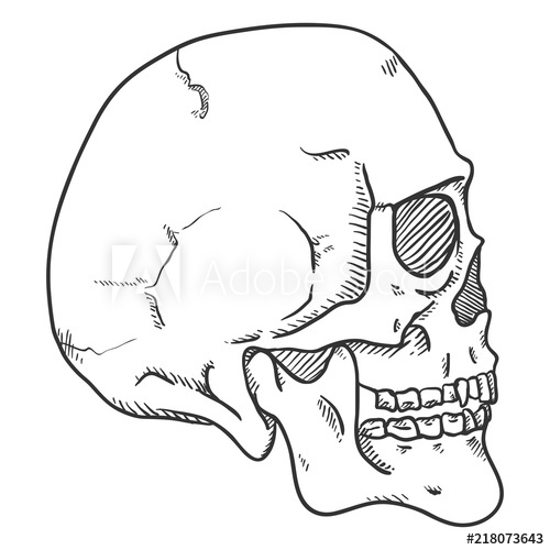 500x500 Vector Single Sketch Illustration