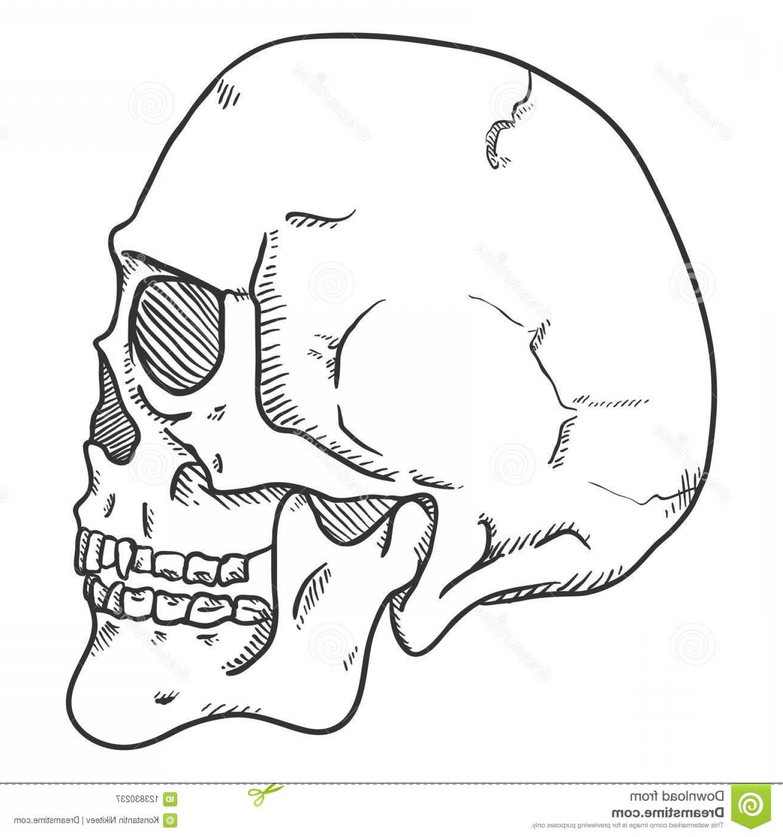 1560x1668 Vector Sketch Illustration Human Skull Side View Single Image