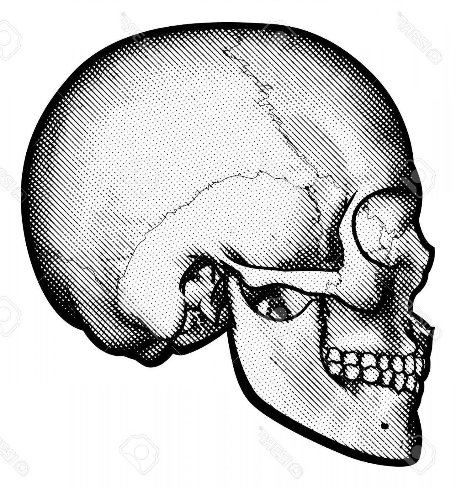 1454x1560 Vector Skull Side View Catamart