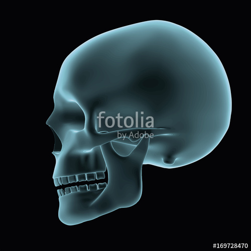 500x500 Skull Side View Stock Image And Royalty Free Vector