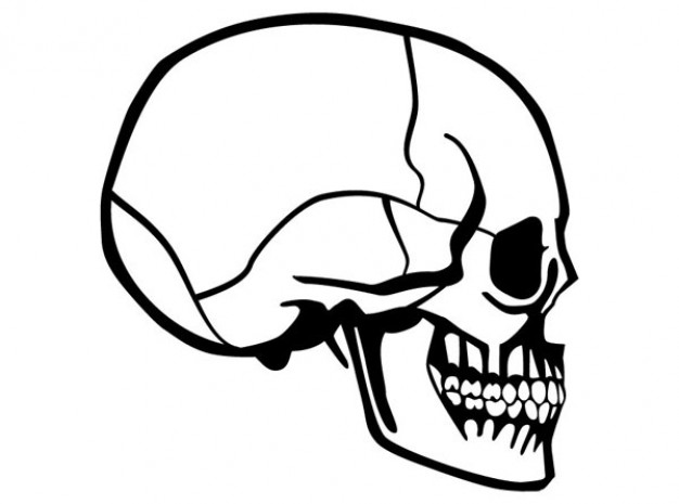 626x465 Skull Side View Image With White Background Download Free