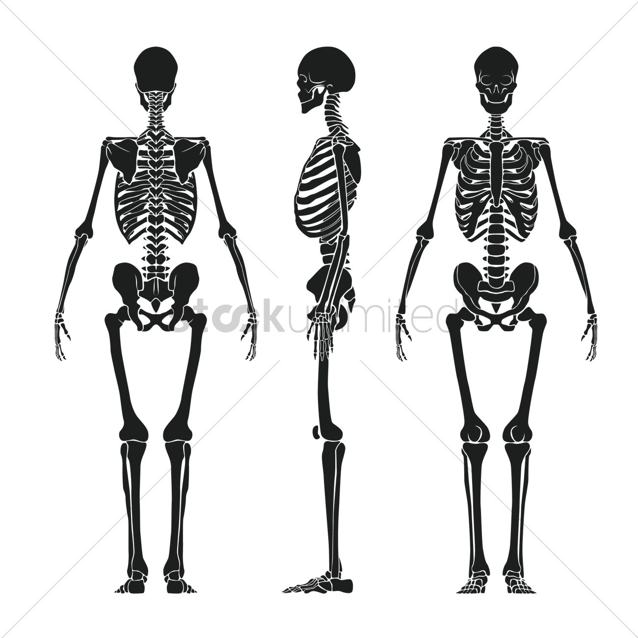 1300x1300 Human Skeleton Vector Image