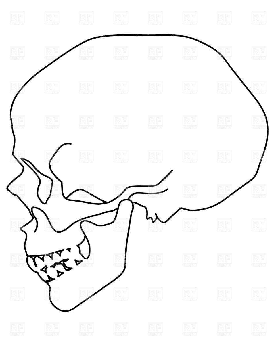 960x1200 Human Skull, Sideview Free Vector Image Vector Artwork Of People