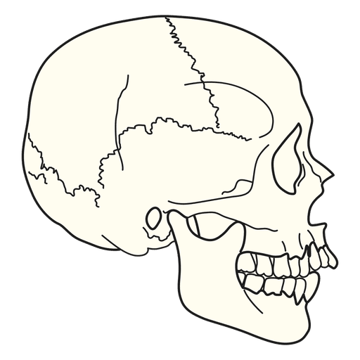 Skull Side View Vector at Vectorified.com | Collection of Skull Side ...