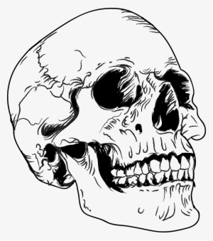 300x339 Skull Vector Png, Transparent Skull Vector Png Image Free Download