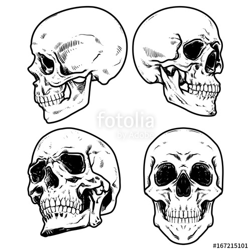 500x500 Skull Vector Illustration, Collection Of Hand Drawn Skulls, Hard