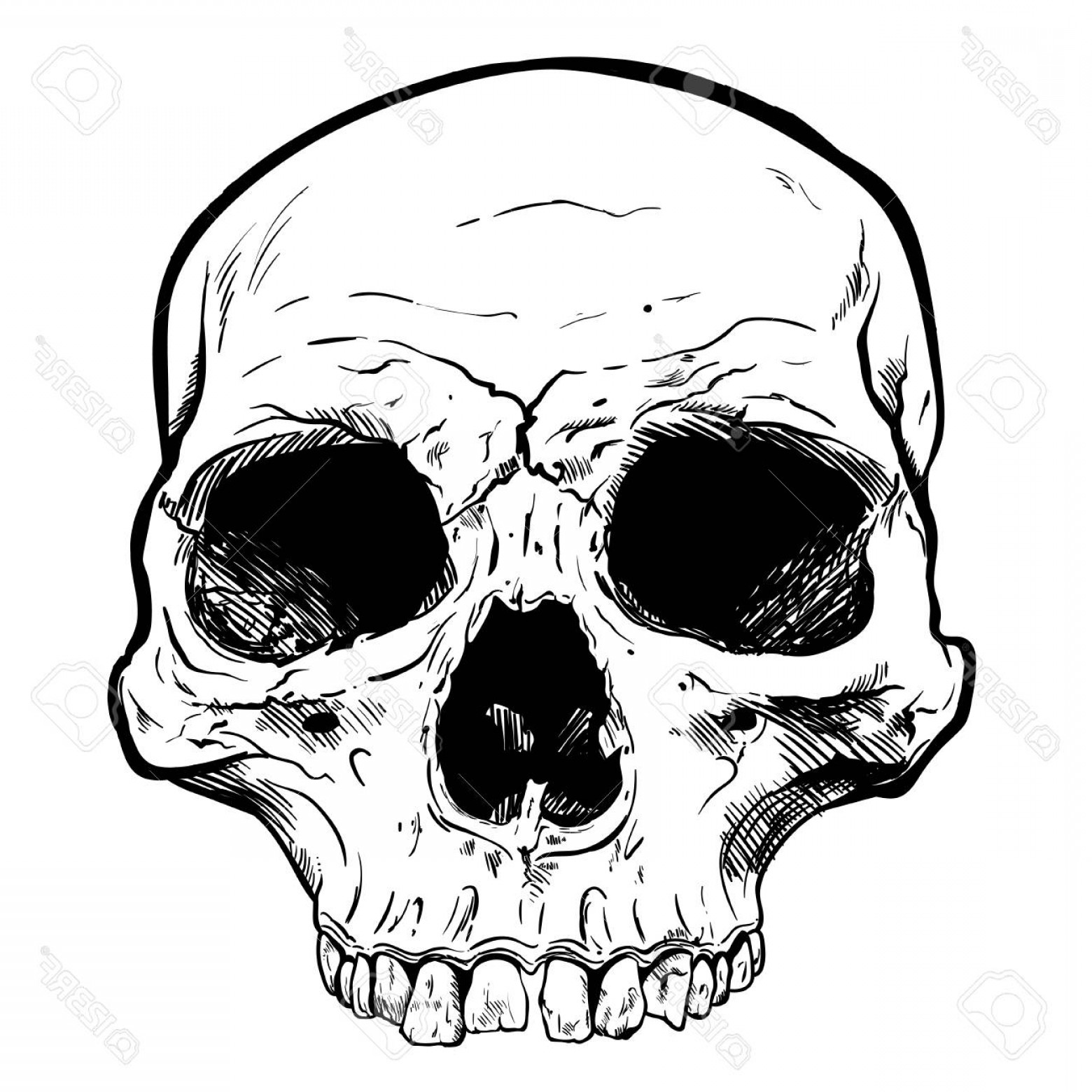 1560x1560 Human Skull Vector Cqrecords