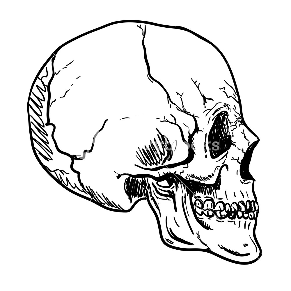 1000x1000 Human Skull Vector Art Hand Drawn Illustration Royalty Free