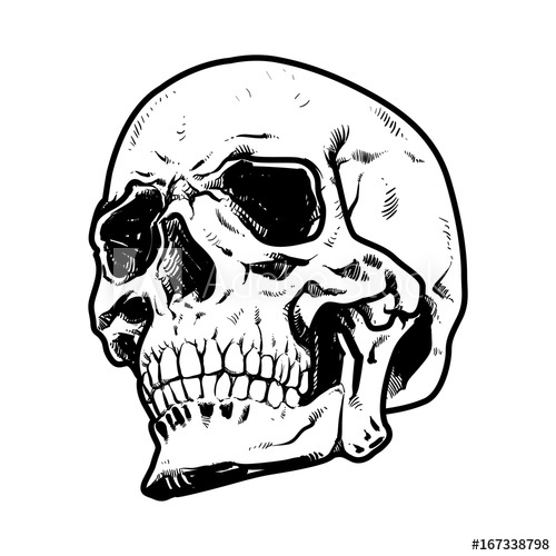 500x500 Skull Vector Illustration, Collection Of Hand Drawn Halloween