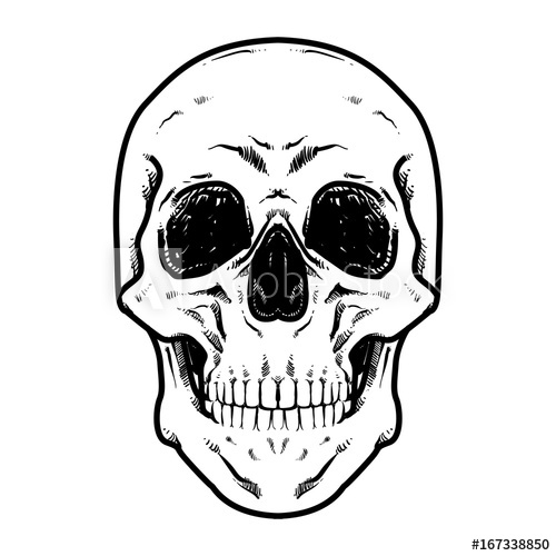 500x500 Skull Vector Illustration, Hard Core Skull Vector Art, Collection