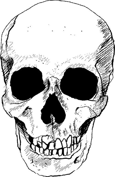 456x701 Free Skull Vector Arts Clipart And Vector Graphics