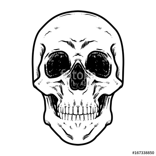 500x500 Skull Vector Illustration, Hard Core Skull Vector Art, Collection