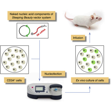 Efficient Non Viral Gene Delivery Into Human Hematopoietic Stem 375x375 Efficient Non Viral Gene Delivery Into Human Hematopoietic Stem