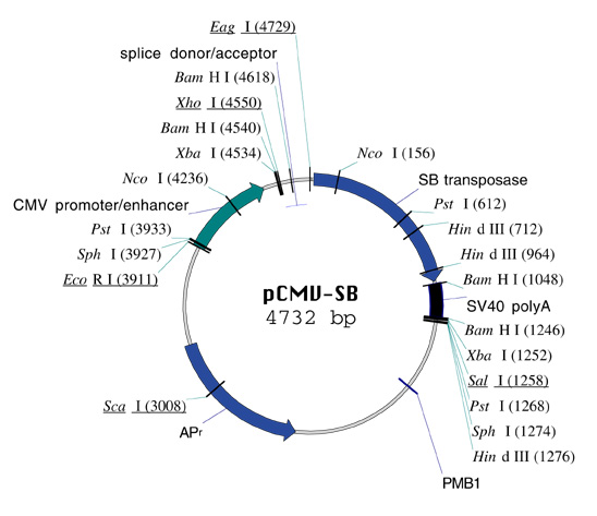 Hackett Lab Plasmid Information College Of Biological Sciences 548x473 Hackett Lab Plasmid Information College Of Biological Sciences