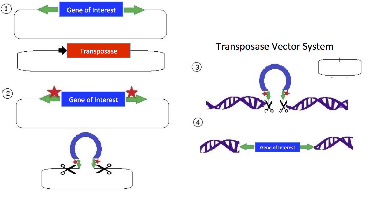 Sleeping Beauty Awakens For Genome Engineering 1452x785 Sleeping Beauty Awakens For Genome Engineering