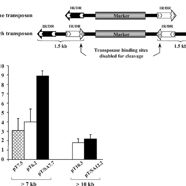 The Sandwich Sleeping Beauty Vector Shows Enhanced Capacity 640x640 The Sandwich Sleeping Beauty Vector Shows Enhanced Capacity