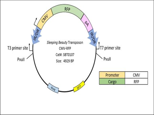 541x405 Transposons And Gene Integration