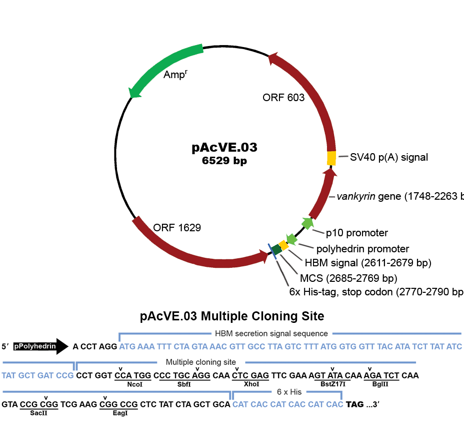 Ve Bevs Transfer Vector Resource 928x869 Ve Bevs Transfer Vector Resource