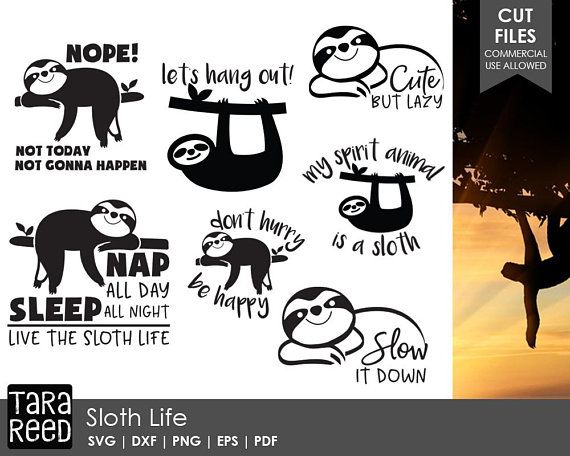 570x456 Sloth Life