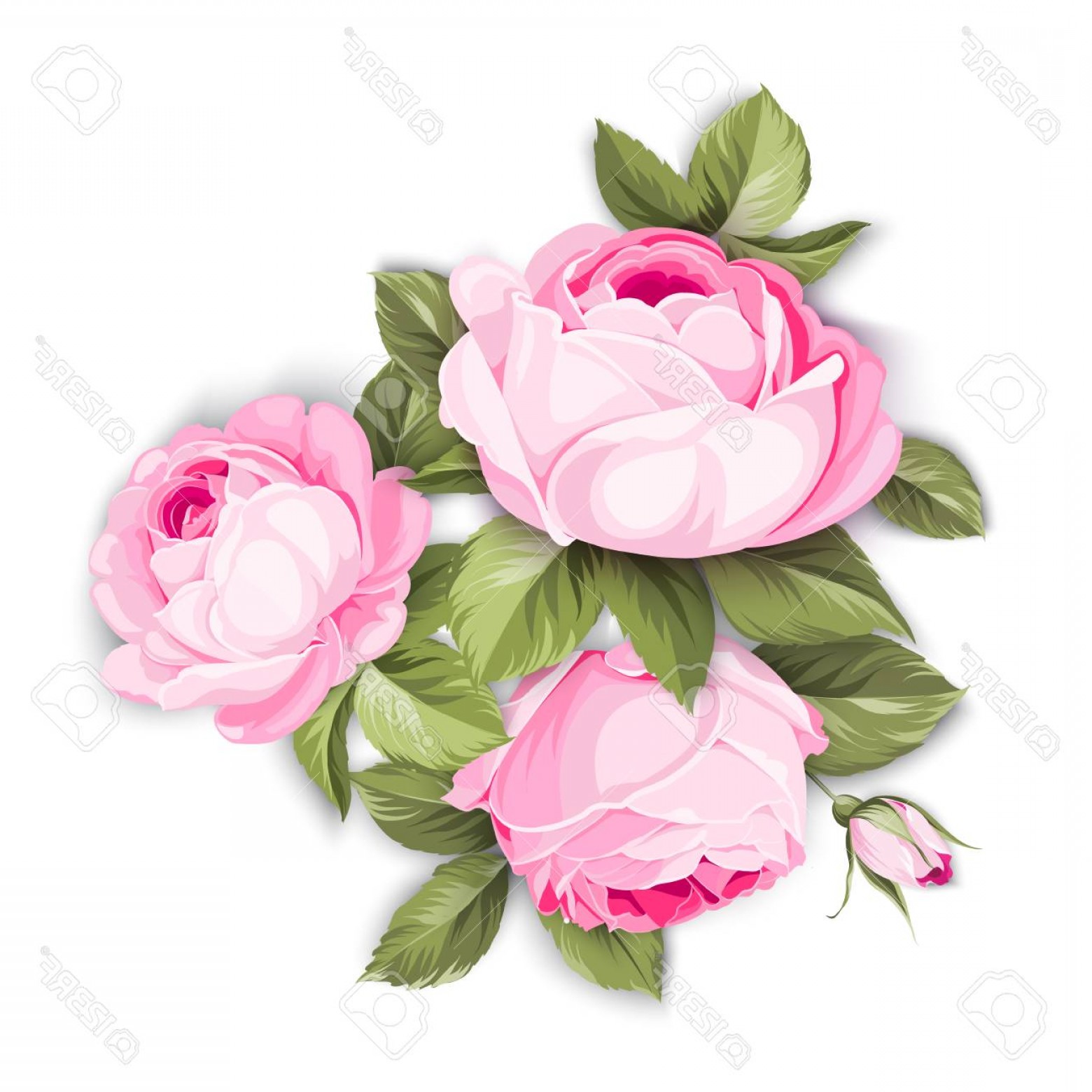 Photostock Vector The Blooming Rose With Couple Of Small Flowers 1560x1560 Photostock Vector The Blooming Rose With Couple Of Small Flowers