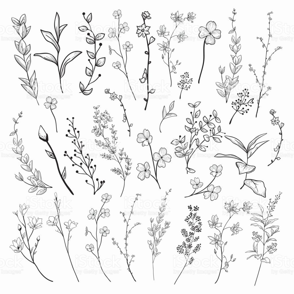 Black Hand Drawn Herbs, Plants And Flowers, Branches, Florals 1024x1024 Black Hand Drawn Herbs, Plants And Flowers, Branches, Florals