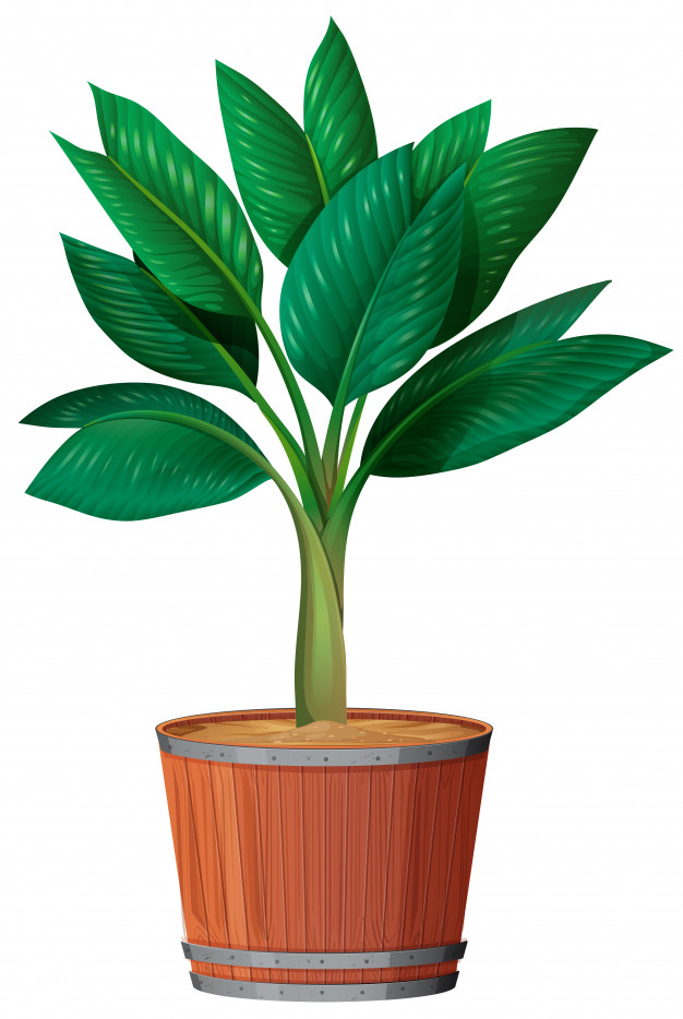 626x934 Small Plant In The Pot Vector Free Download