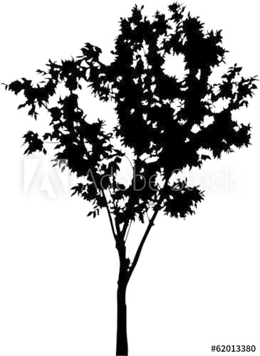 Deciduous Small Tree Silhouette Isolated On White 365x500 Deciduous Small Tree Silhouette Isolated On White